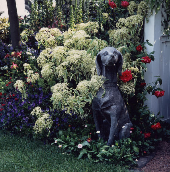 Cornus controversa "Variegata" with Rosa "Paul's Scarlet" on arbour